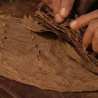 PlaFine Cigars Bayahibe