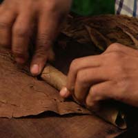 Fine Cigars Bayahibe